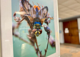 Фотовиставка «В лабіринтах макросвіту»