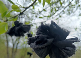 Флешмоб «Квітка пам’яті», присвячений 40-м роковинам Чорнобильської катастрофи