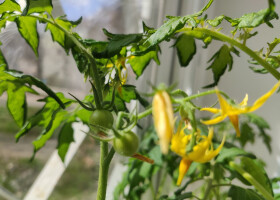 «Сорт Полтавський»: бібліотечна версія