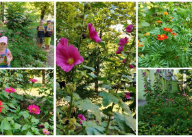 Квіти – усмішка природи