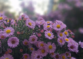 Осінь в парку