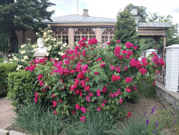 Квіткова симфонія в музеї Короленка