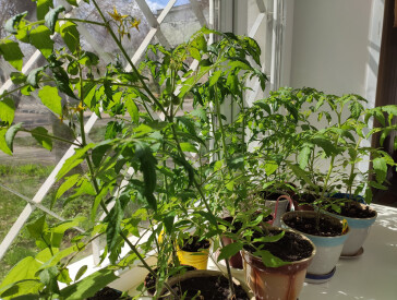 «Сорт Полтавський»: бібліотечна версія