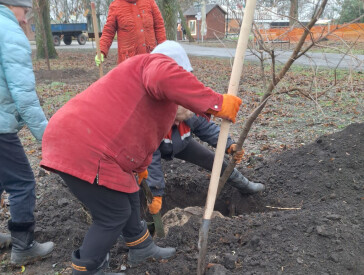 Нові дерева в парку "Перемога"