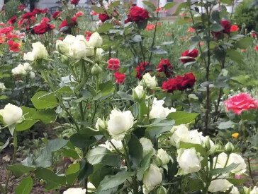 Квіткова симфонія в музеї Короленка