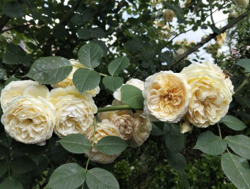 Квіткова симфонія в музеї Короленка