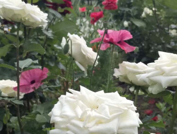 Квіткова симфонія в музеї Короленка