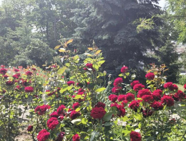 Квіткова симфонія в музеї Короленка