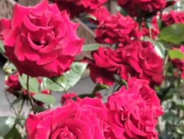 Квіткова симфонія в музеї Короленка