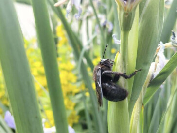 Квіткова симфонія в музеї Короленка