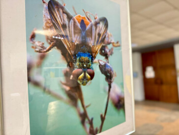 Фотовиставка «В лабіринтах макросвіту»
