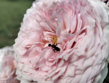 Квіткова симфонія в музеї Короленка