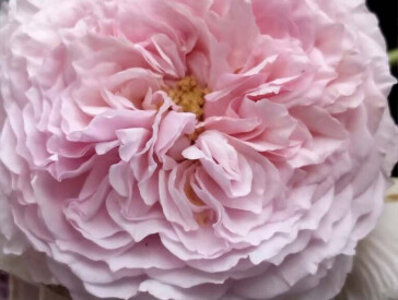 Квіткова симфонія в музеї Короленка