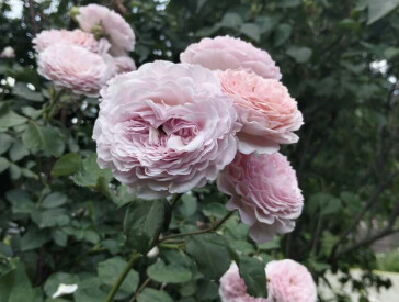 Квіткова симфонія в музеї Короленка