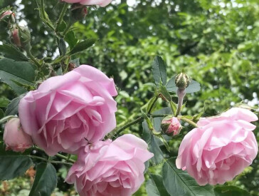 Квіткова симфонія в музеї Короленка