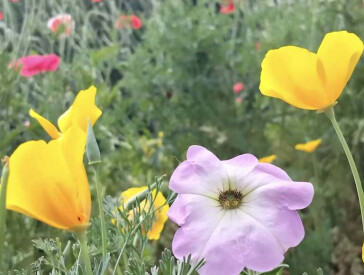 Квіткова симфонія в музеї Короленка