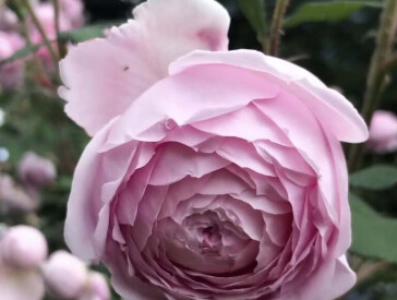 Квіткова симфонія в музеї Короленка