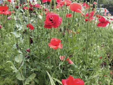 Квіткова симфонія в музеї Короленка