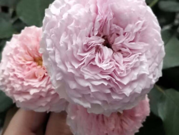 Квіткова симфонія в музеї Короленка