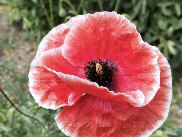 Квіткова симфонія в музеї Короленка