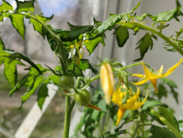 «Сорт Полтавський»: бібліотечна версія