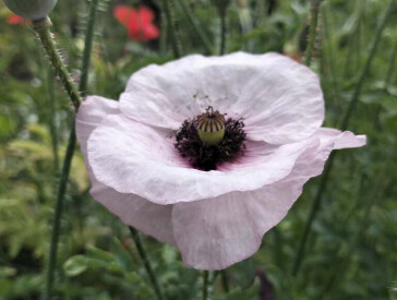 Квіткова симфонія в музеї Короленка