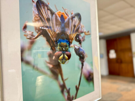 Фотовиставка «В лабіринтах макросвіту»