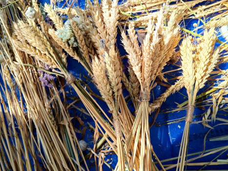 Майстер-клас з виготовлення Дідуха