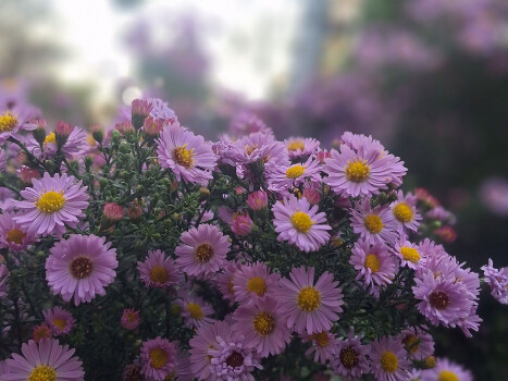 Осінь в парку